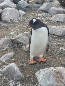 1.1487886646.our-first-penguin----a-gentoo