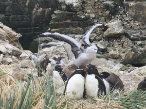 1.1489513258.more-rockhoppers-a-baby-albatross