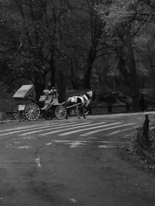 1.1481143255.more-scenes-from-central-park