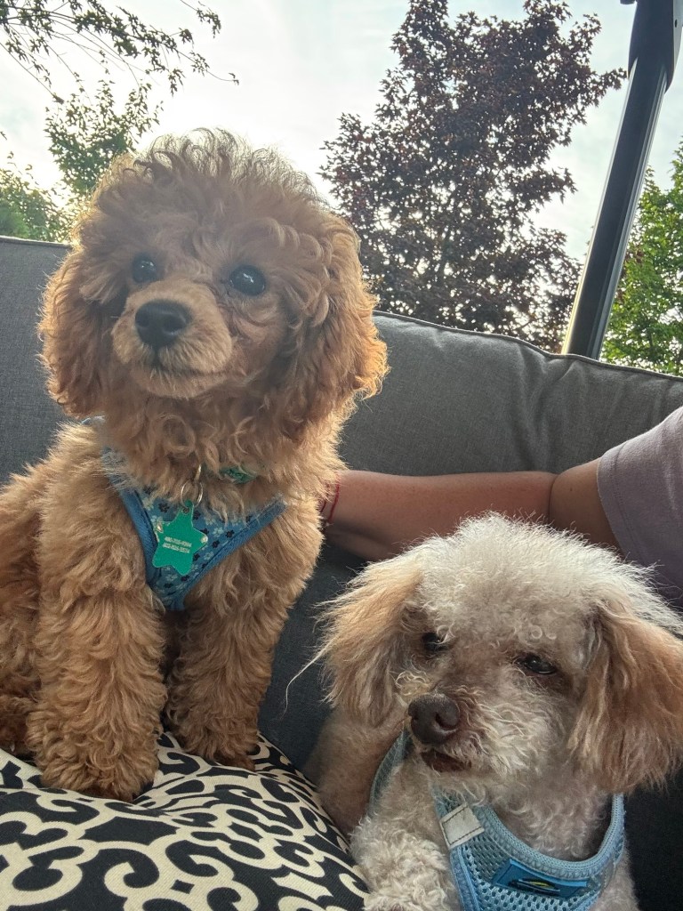 A fluffy toy poodle puppy sitting next to a small white poodle on a couch, with greenery in the background.