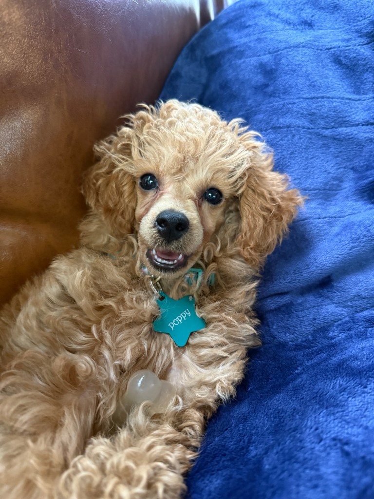 A playful toy poodle puppy named Poppy lounging on a sofa with a blue blanket.