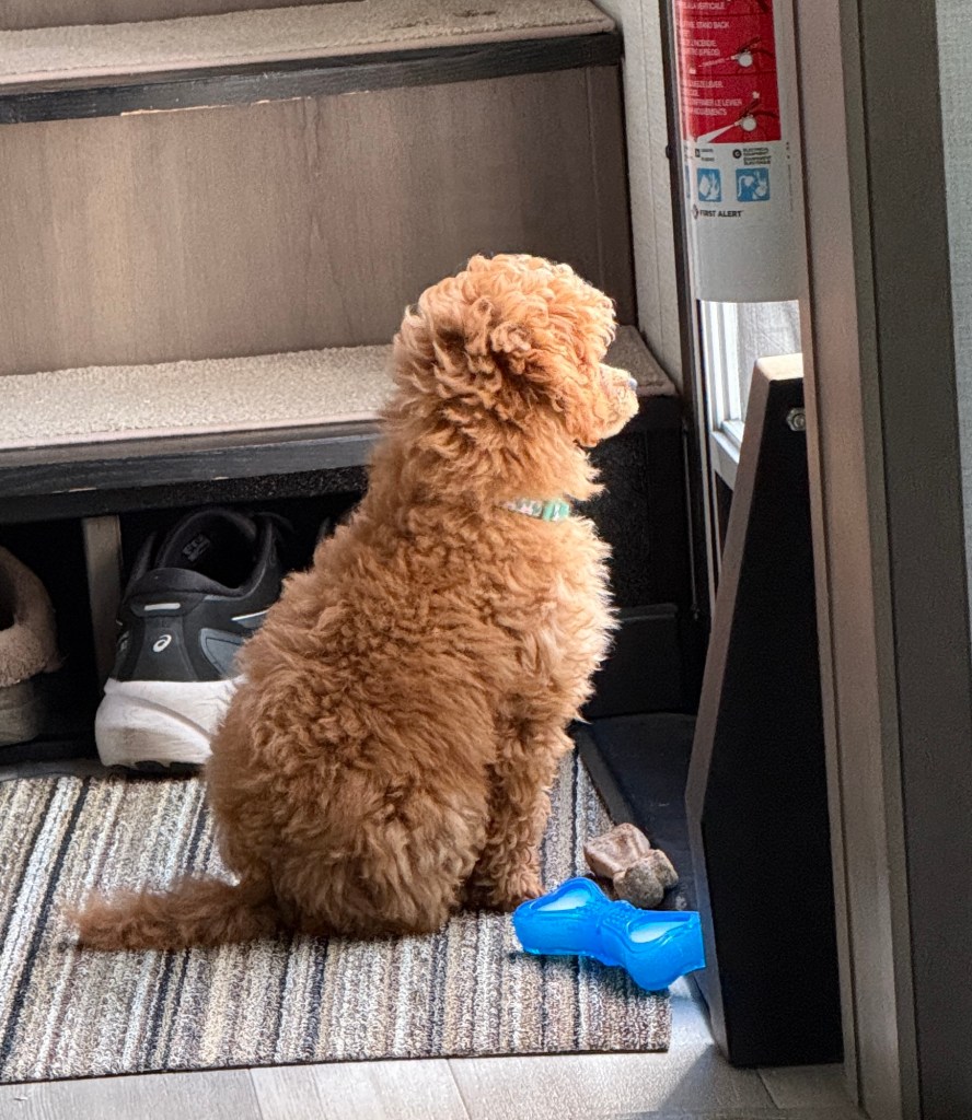 A toy poodle puppy sitting on a rug, looking out of a doorway, with a blue toy and a rock nearby.