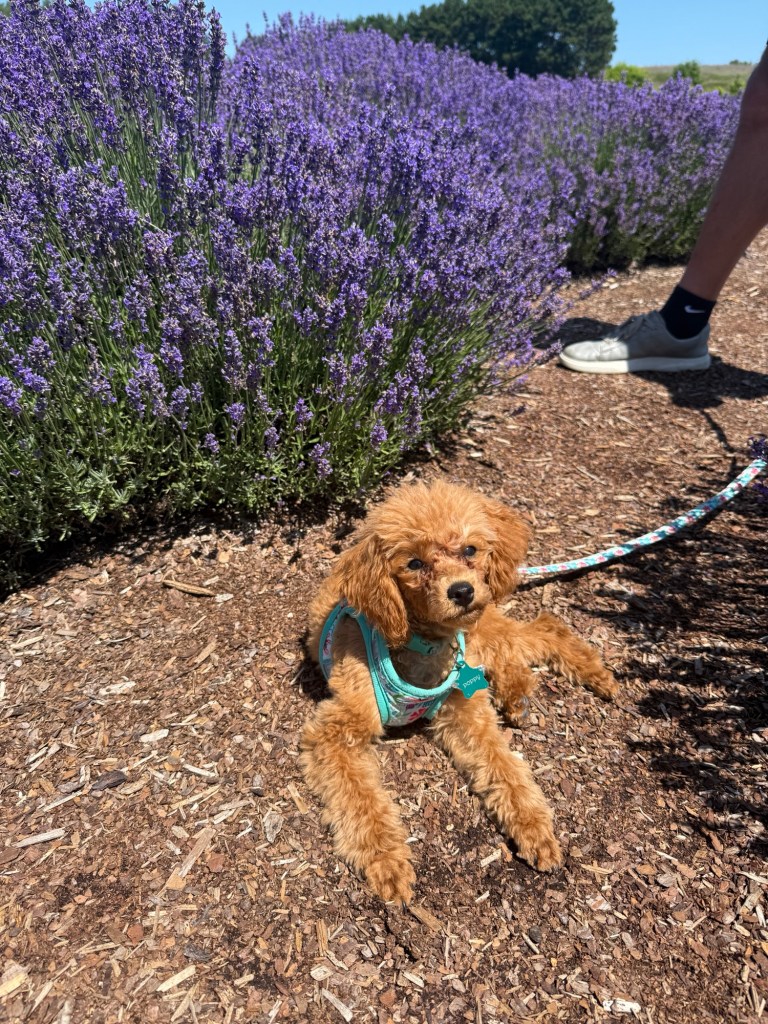 A toy poodle puppy named Poppy lounging in a lavender field with purple flowers in the background.