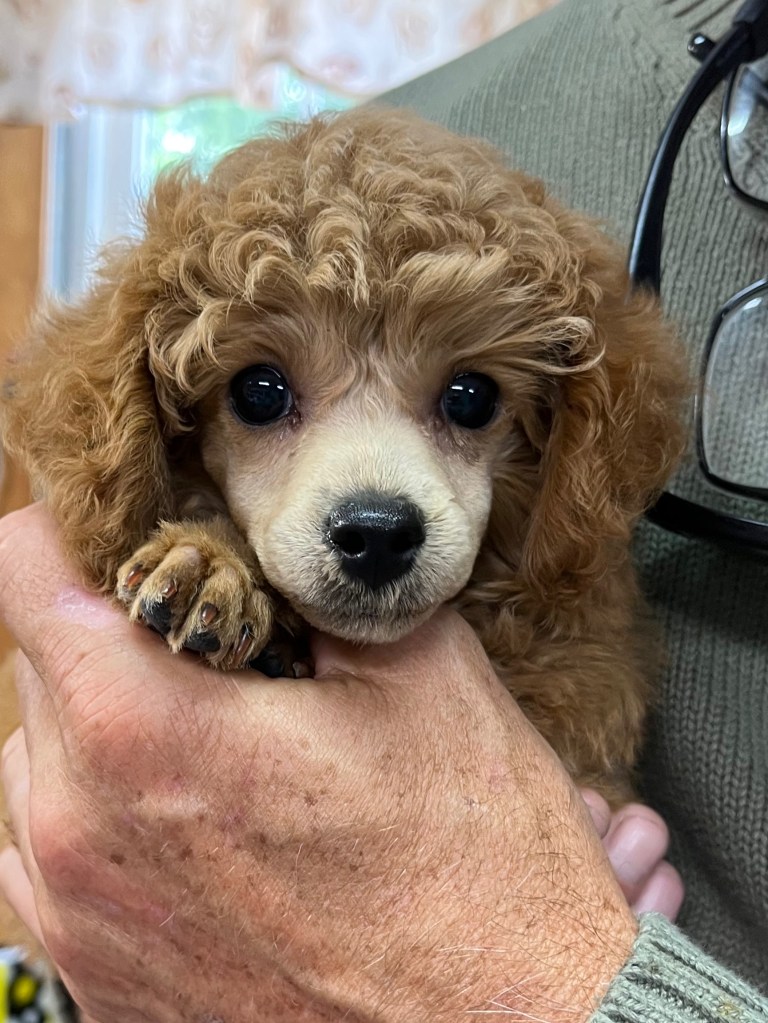 A close-up of a small toy poodle puppy with curly fur, being held in a person's hands. The puppy has big, dark eyes and a playful expression.