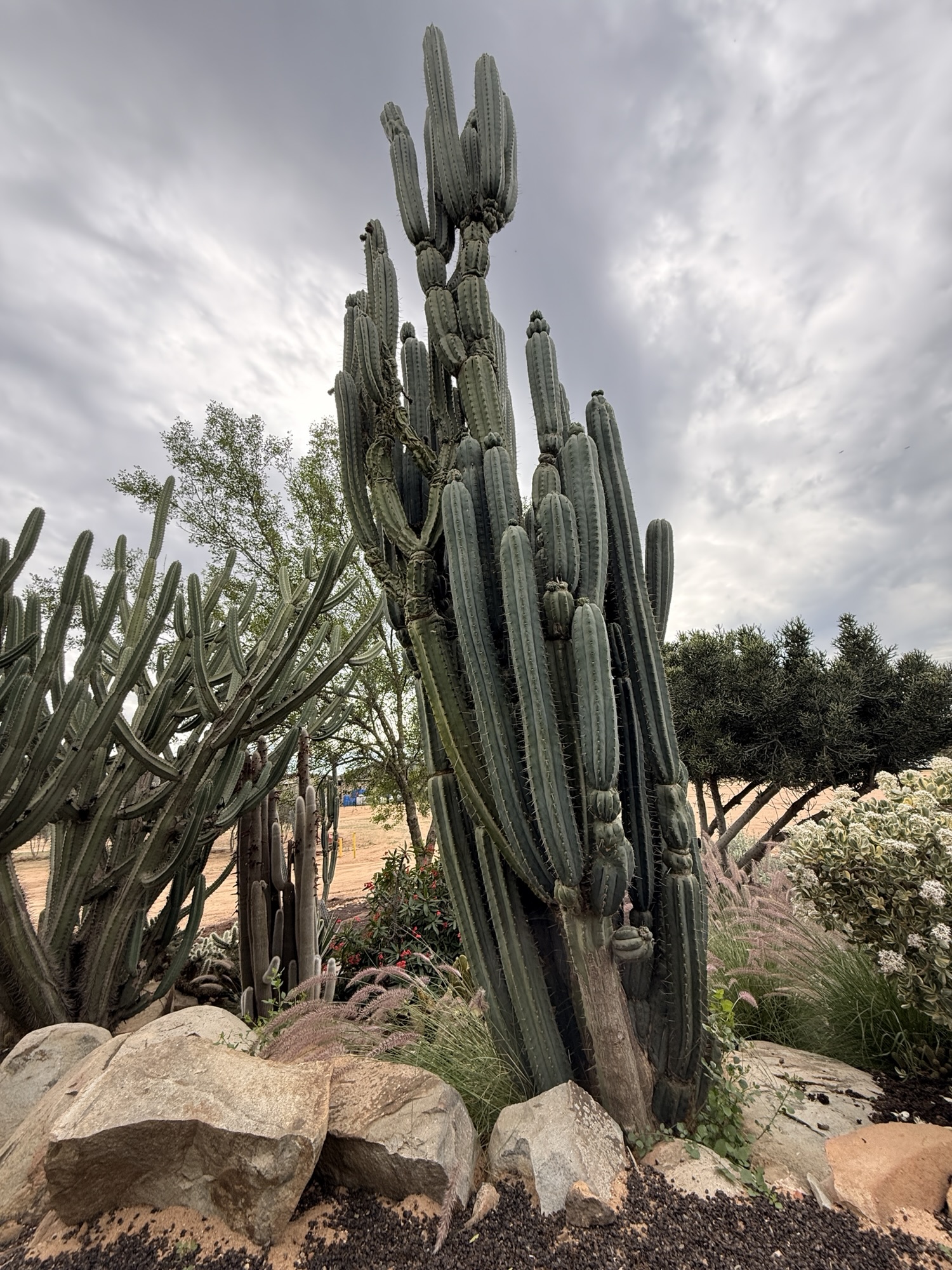 Tall cacti with multiple arms surrounded by various desert plants and rocks under a cloudy sky.