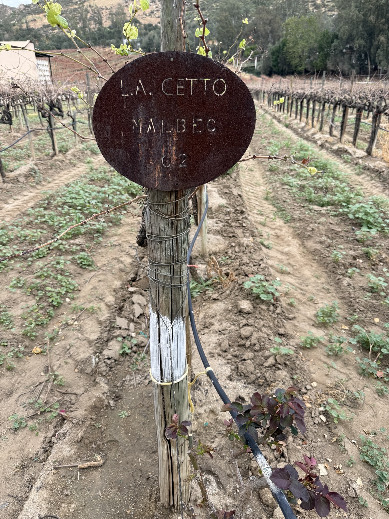 A weathered sign on a wooden post in a vineyard, labeled 'L.A. Cetto Malbec 62', with vines and soil visible in the background.