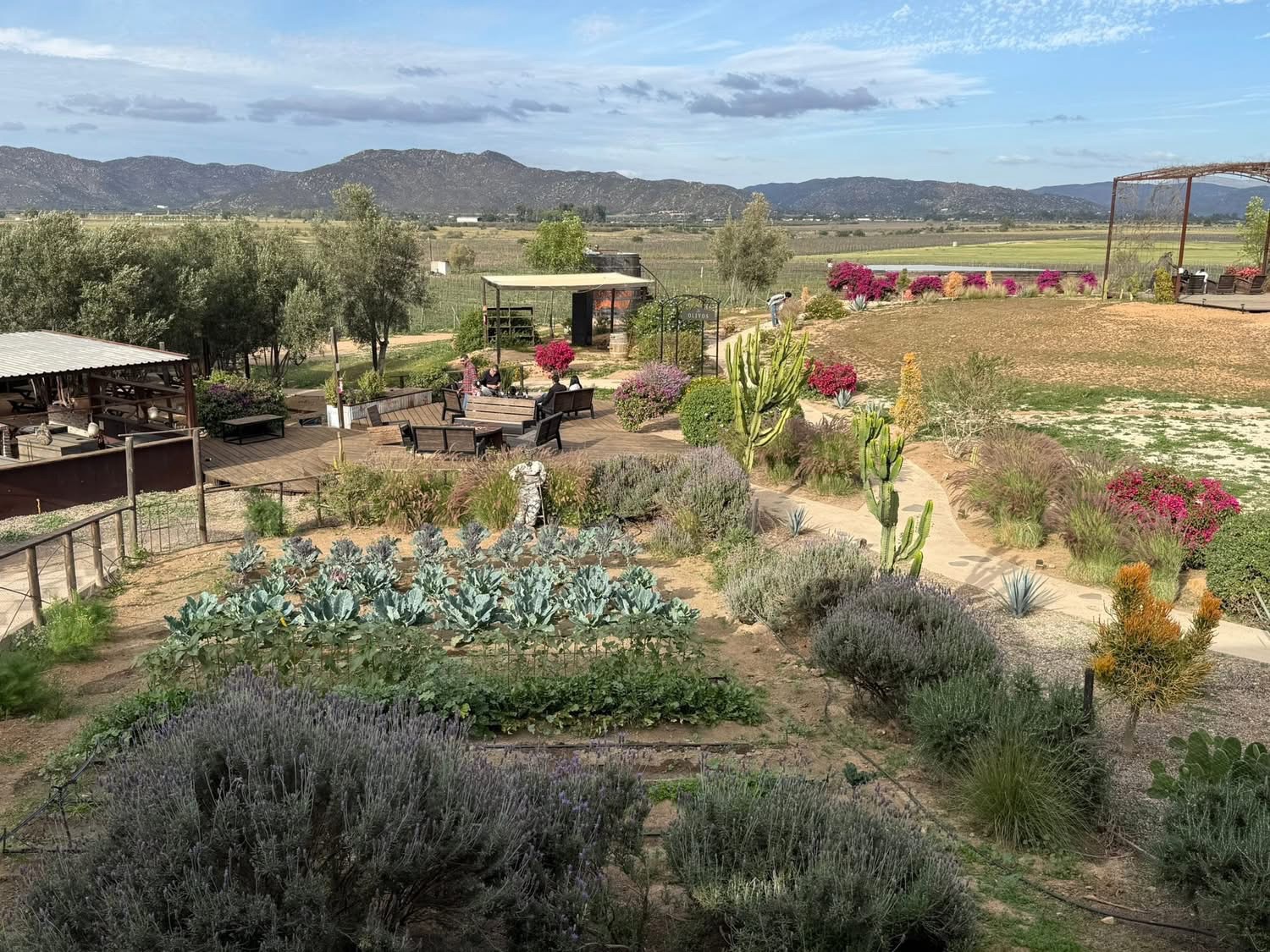 A scenic view of a garden featuring various plants, including cabbages and cacti, with a wooden deck and seating area in the background. The landscape includes rolling hills and colorful flowers under a partly cloudy sky.