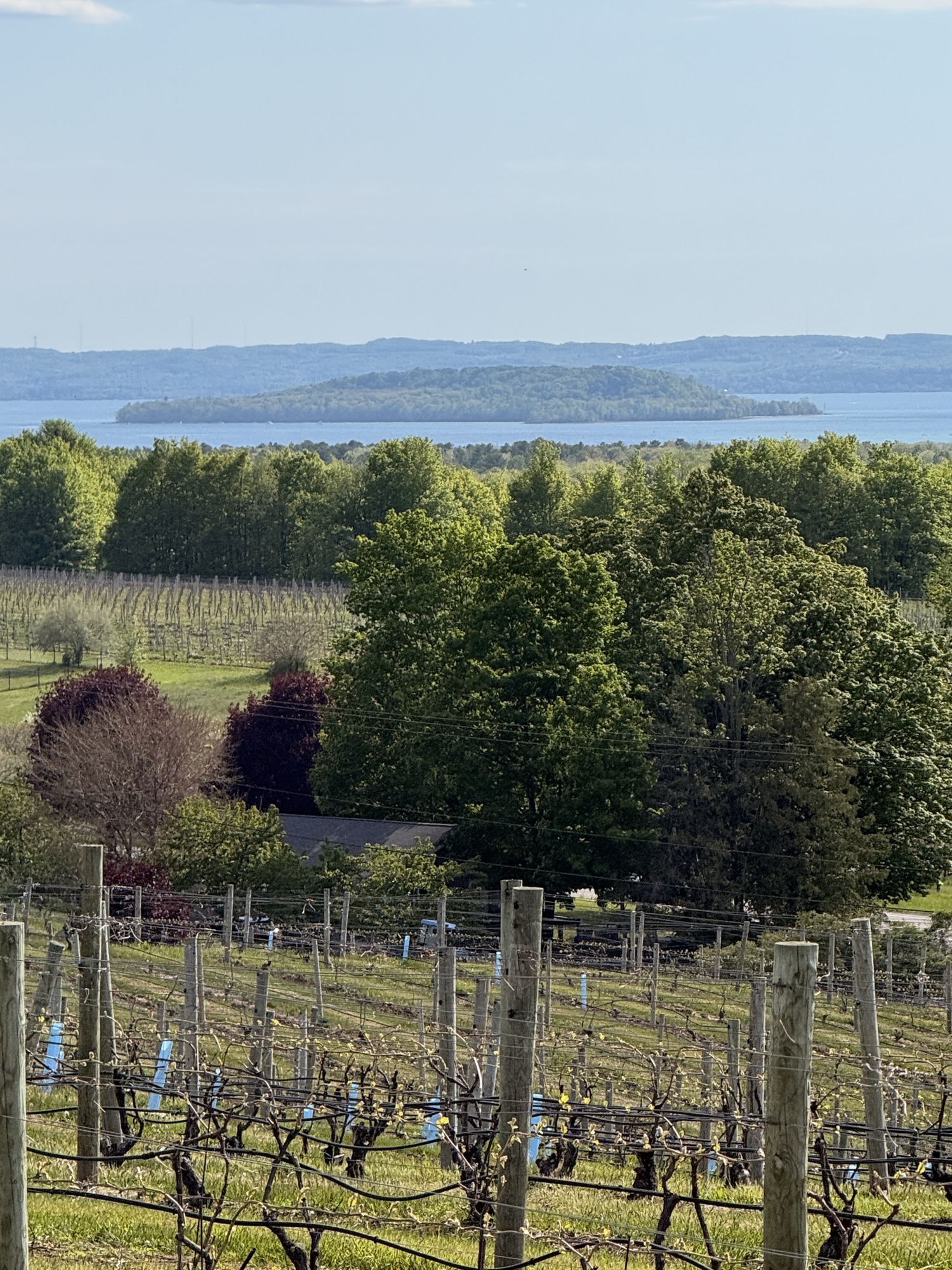 A picturesque vineyard landscape featuring rows of grapevines, lush green trees, and a distant view of a lake and rolling hills under a blue sky.