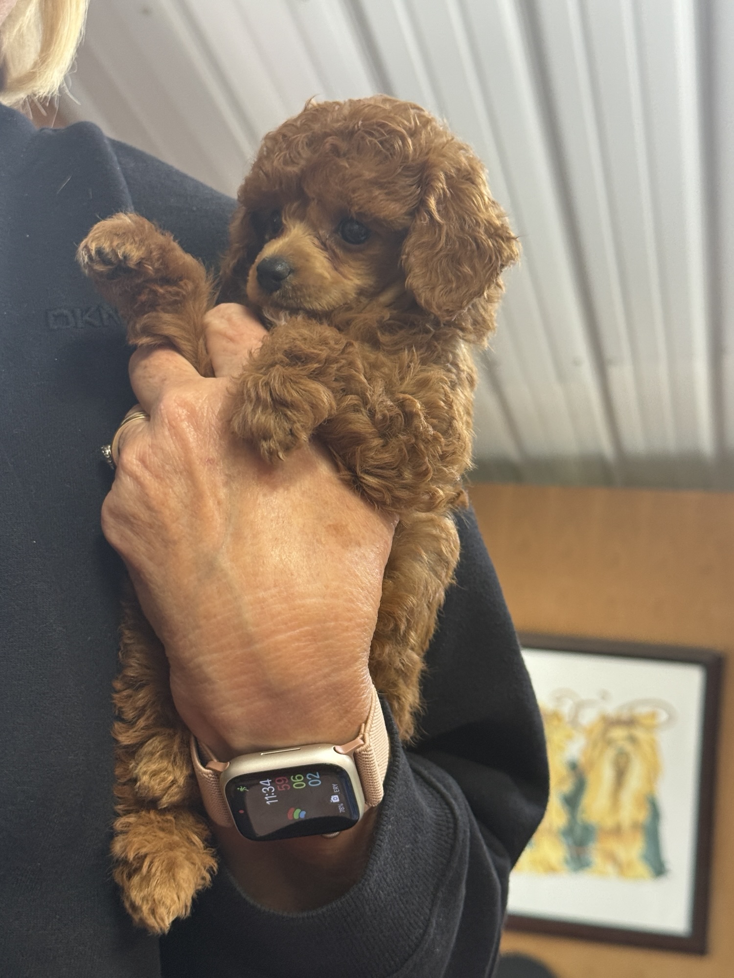 A person holding a small, fluffy, brown puppy with curly fur, wearing a smartwatch on their wrist.