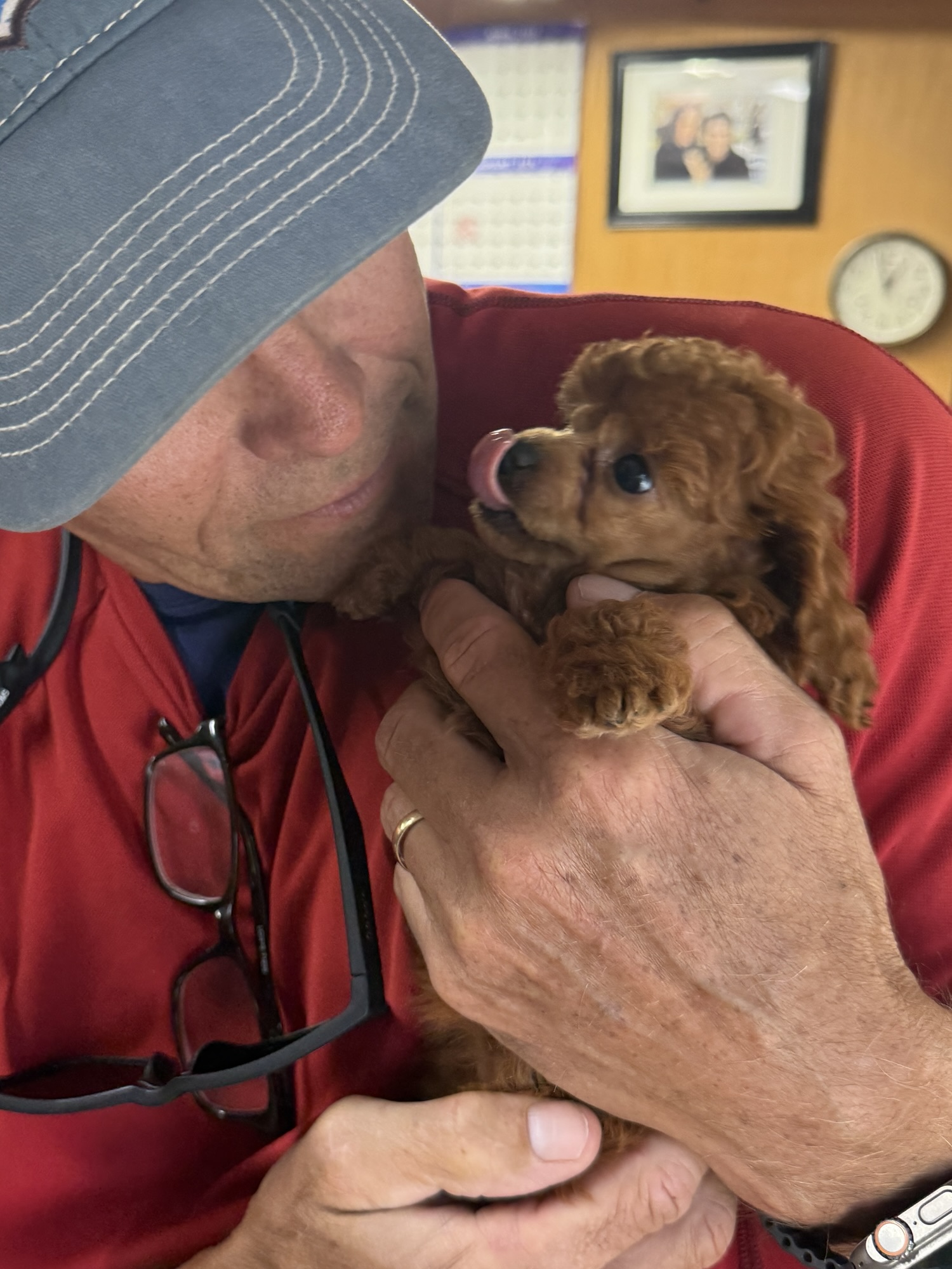 A man in a red shirt holds a small brown puppy, gently touching its face as the puppy licks him. The background features a wooden wall with a calendar and a framed photo.