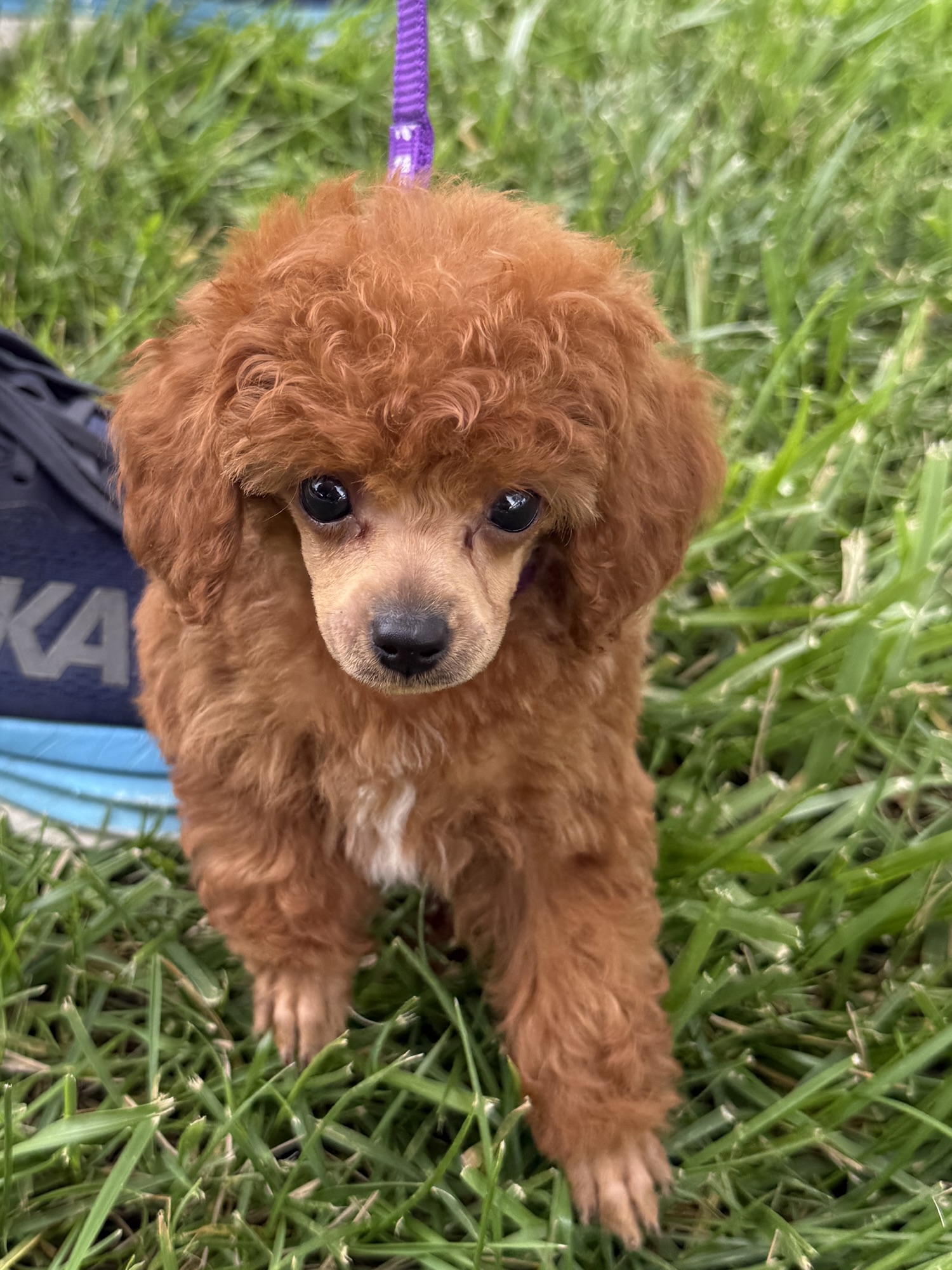 A small, fluffy reddish-brown puppy with curly fur, standing on green grass, wearing a purple leash.