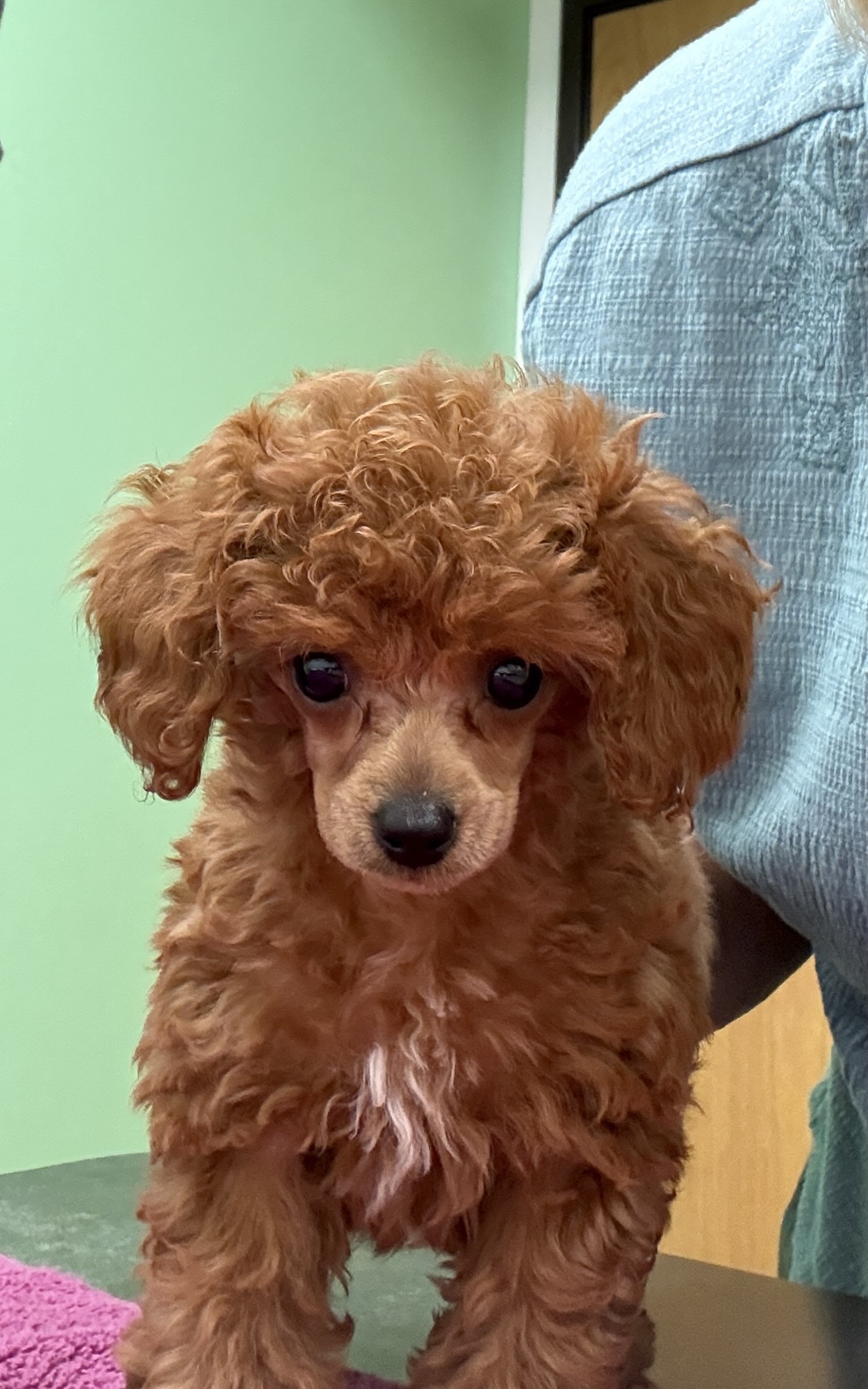 A cute, fluffy brown puppy with curly fur, sitting on a table in a room with green walls. The puppy has big black eyes and a small nose, and is being held by a person whose hand is partially visible.