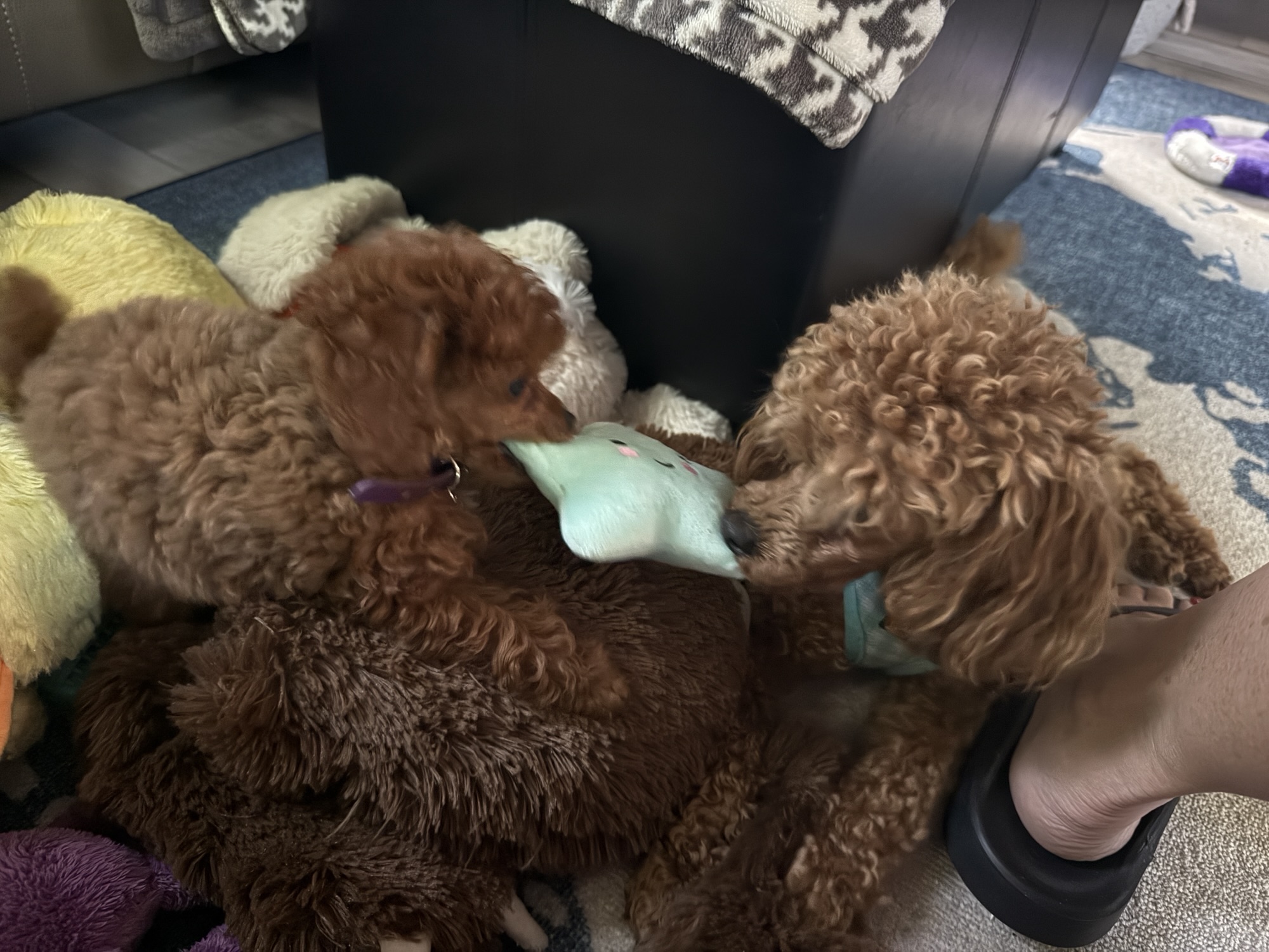 Two small brown poodles play on a pile of soft toys, one holding a light blue toy in its mouth.