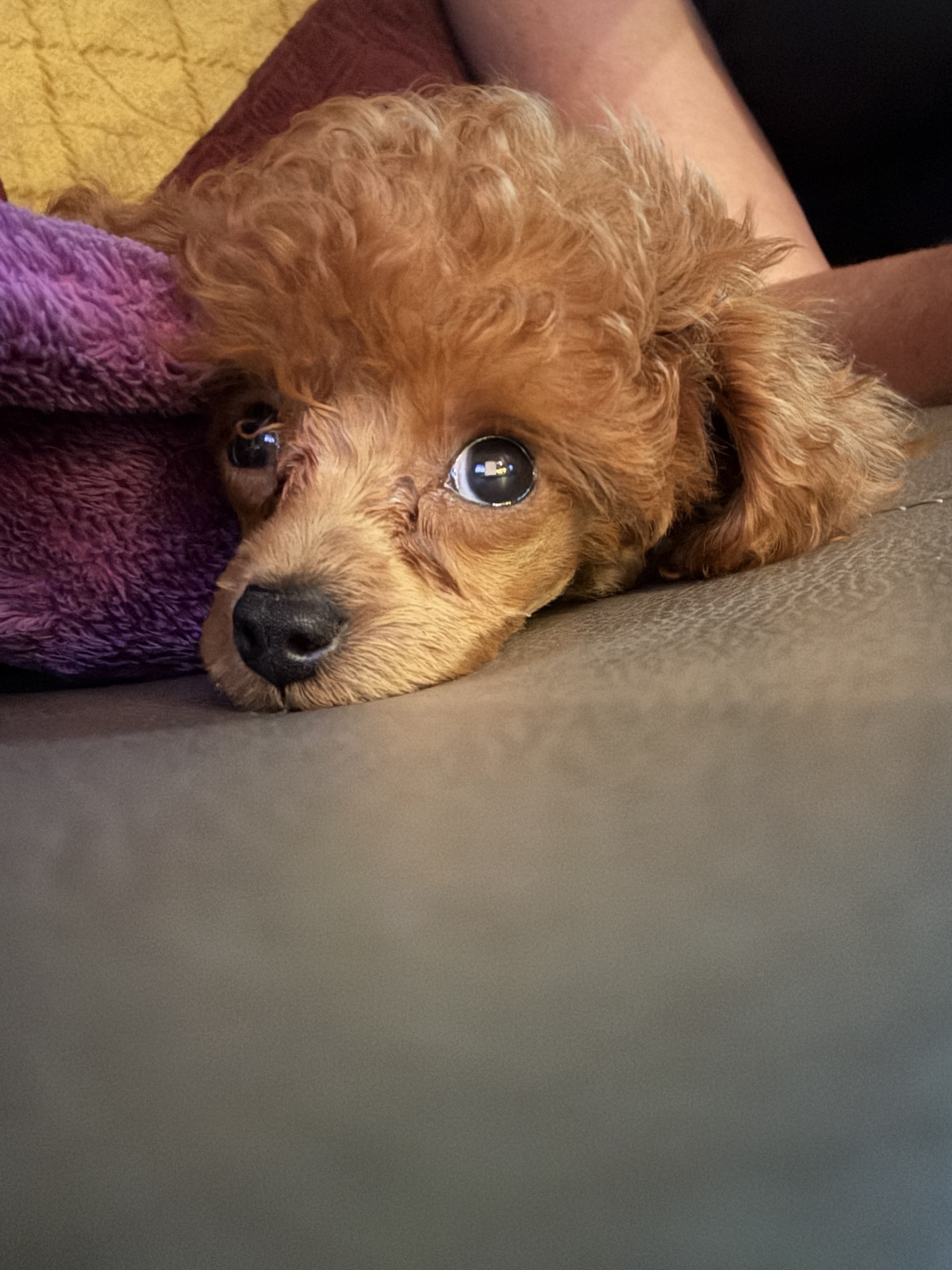 A close-up of a small brown poodle with curly fur lying on a couch, resting its head on a gray surface, looking directly at the camera.