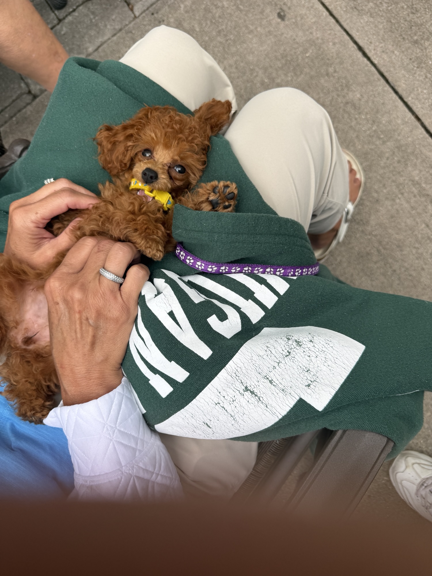 A small, brown puppy relaxing on a person's lap, partially tucked into a green sweatshirt. The puppy has a yellow collar and is comfortably being held by the person's hands.