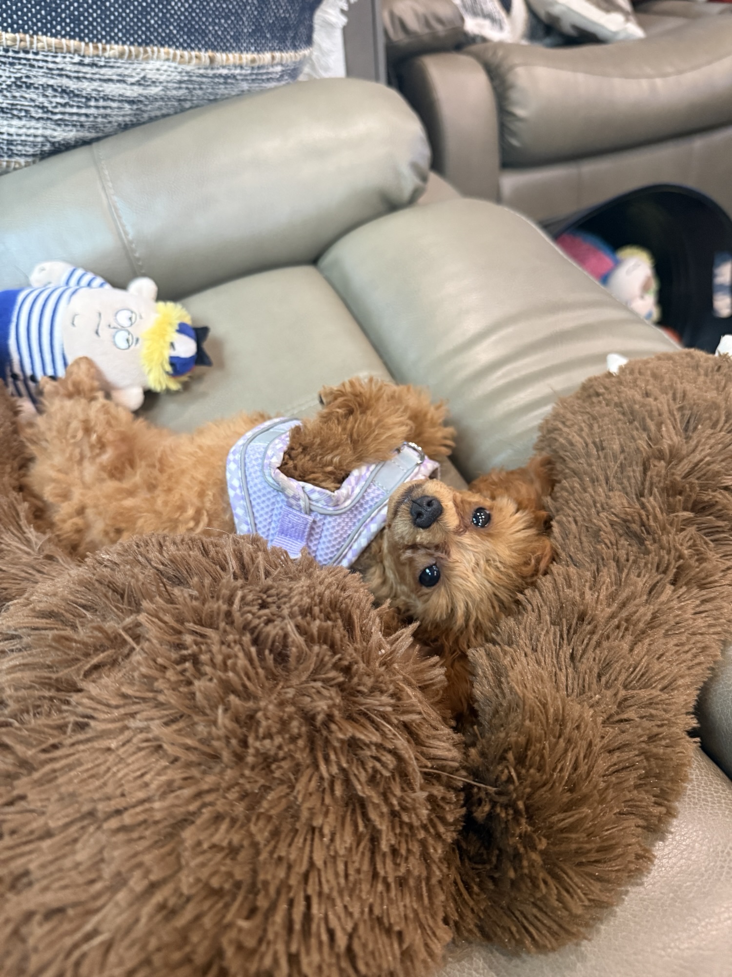A small, fluffy brown dog lying on its back on a soft, brown blanket, wearing a harness. A blue and white stuffed toy is nearby.