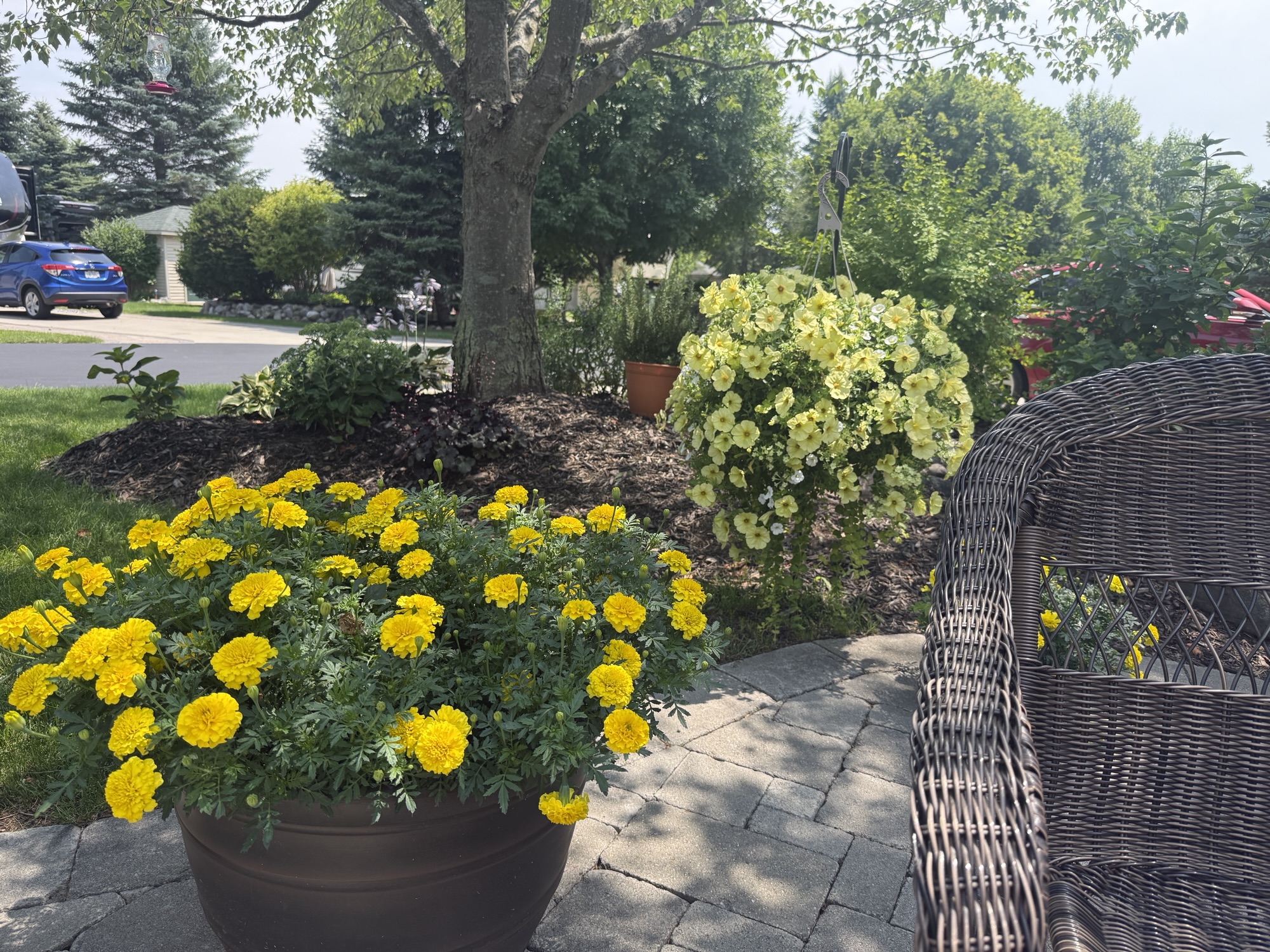 A sunny garden scene featuring a pot of vibrant yellow marigolds in the foreground, with a hanging basket of light yellow flowers nearby, and a wicker chair to the right. Lush green bushes and trees are in the background, along with a glimpse of a driveway.