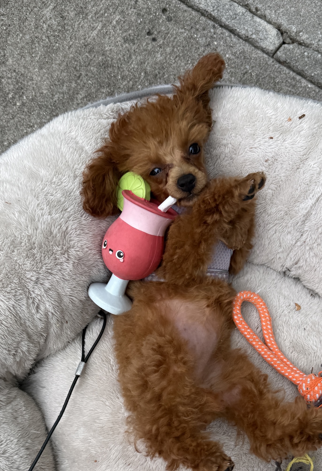 A small brown poodle puppy lying comfortably on a soft bed, holding a playful toy drink with a straw and a lime slice.