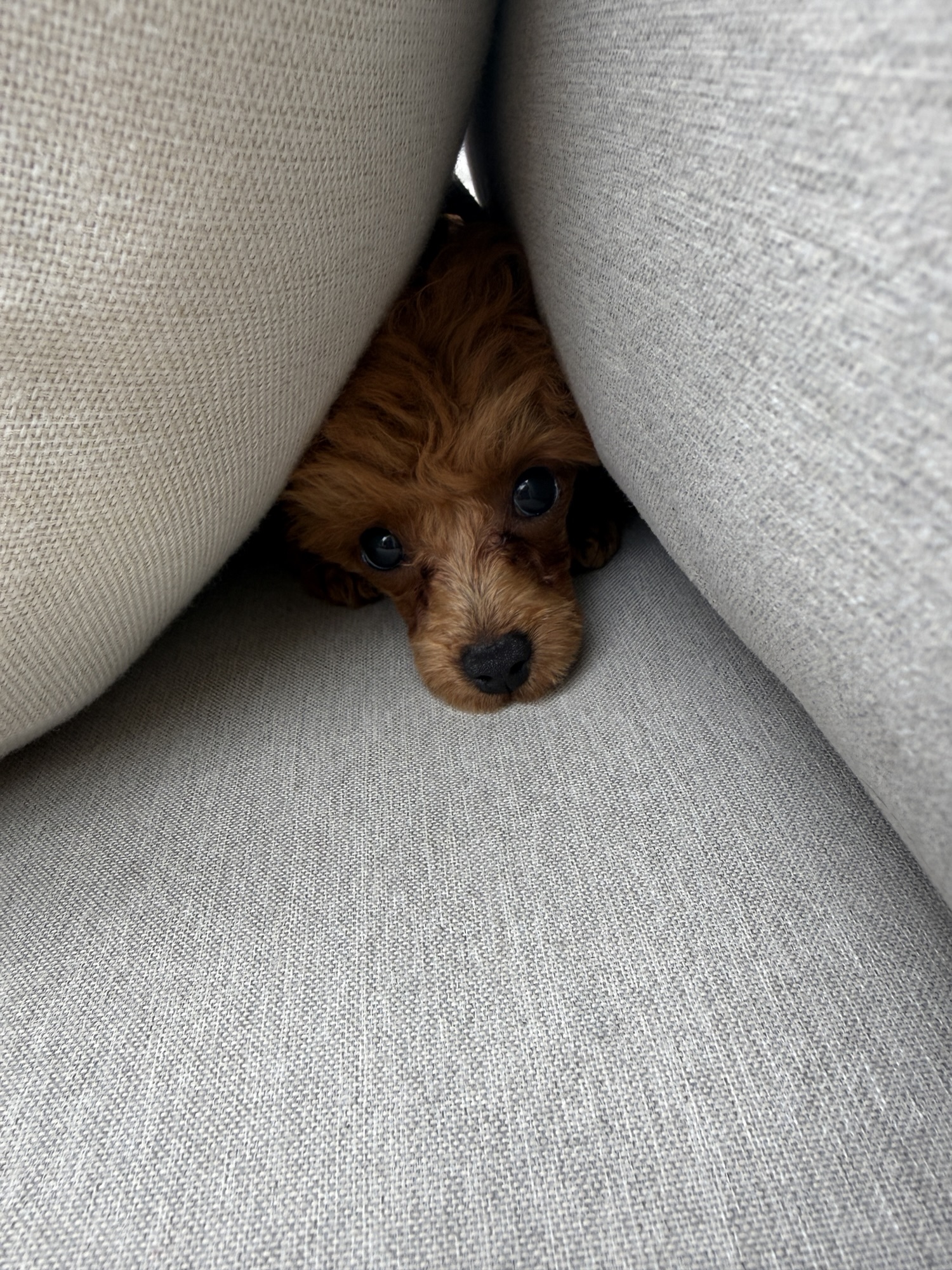 A small, fluffy dog peeking out from between two cushions on a couch.