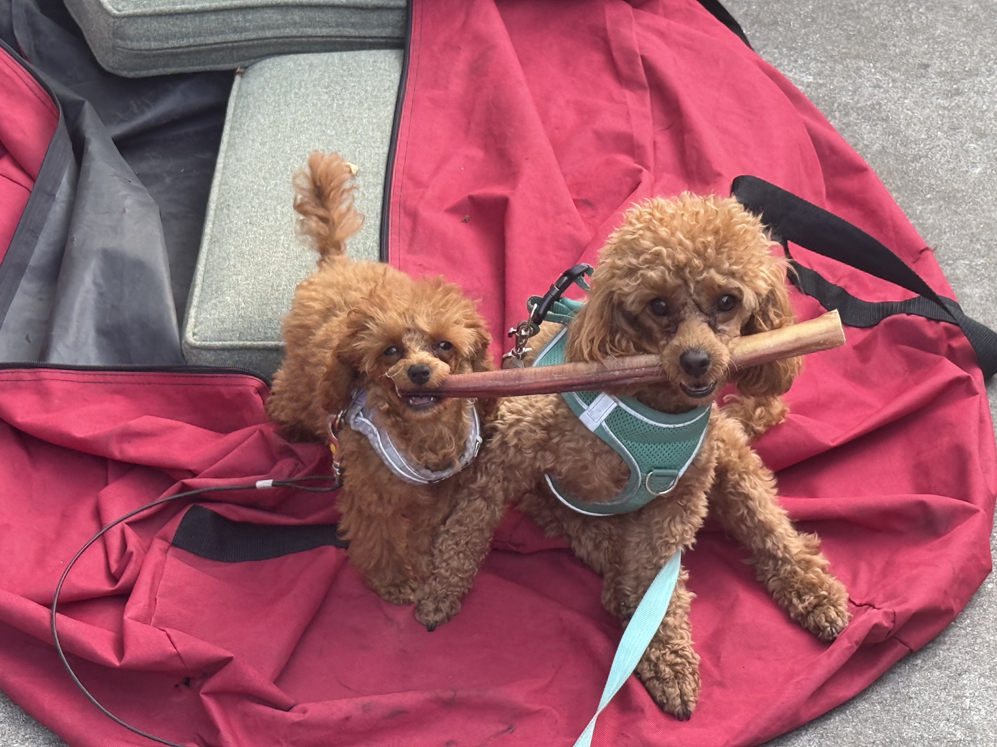 Two small poodles sitting on a red and black blanket, each holding a stick in their mouths.