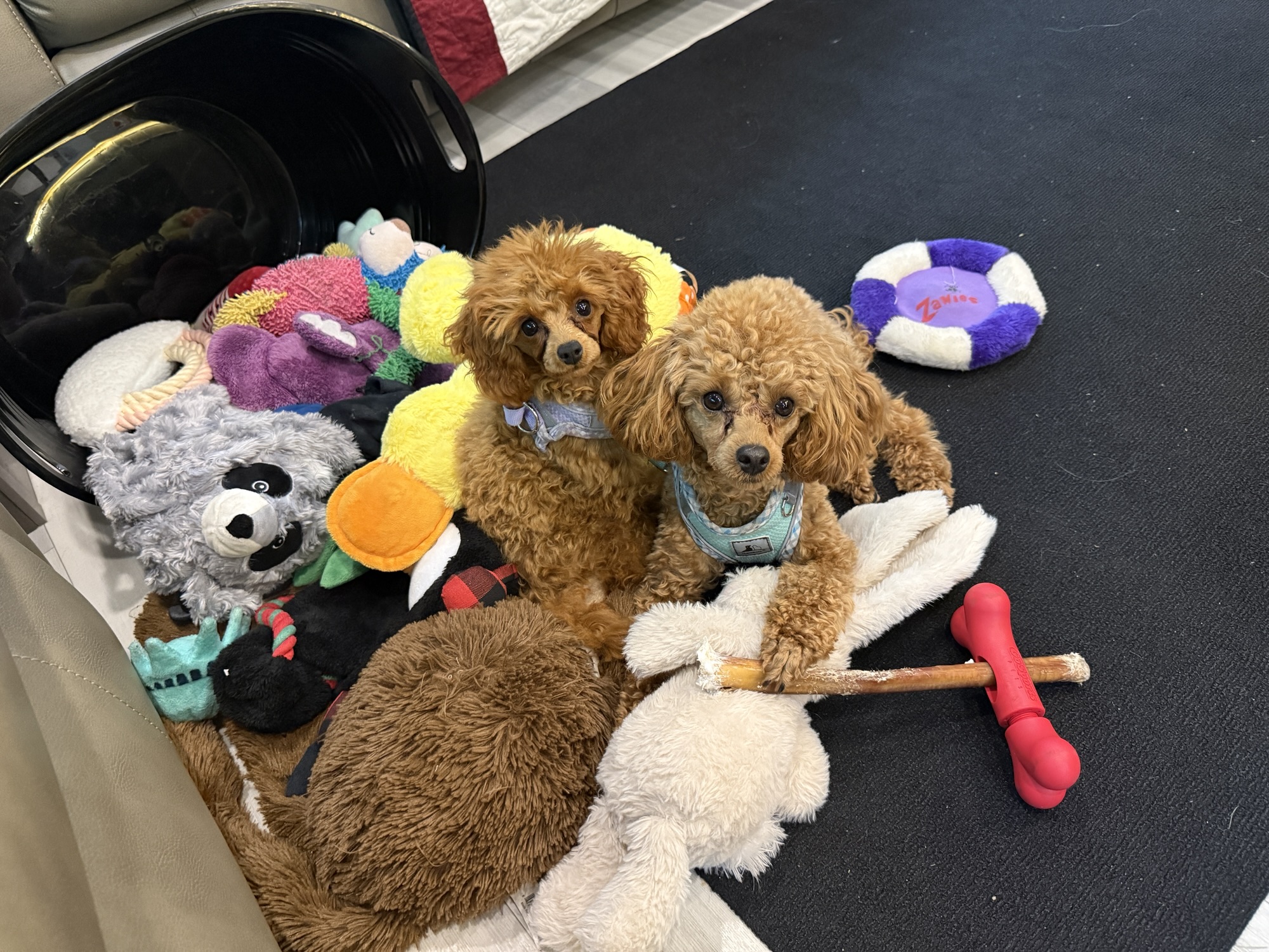 Two small poodles sitting among a pile of colorful stuffed toys and a black container, one holding a stick toy.