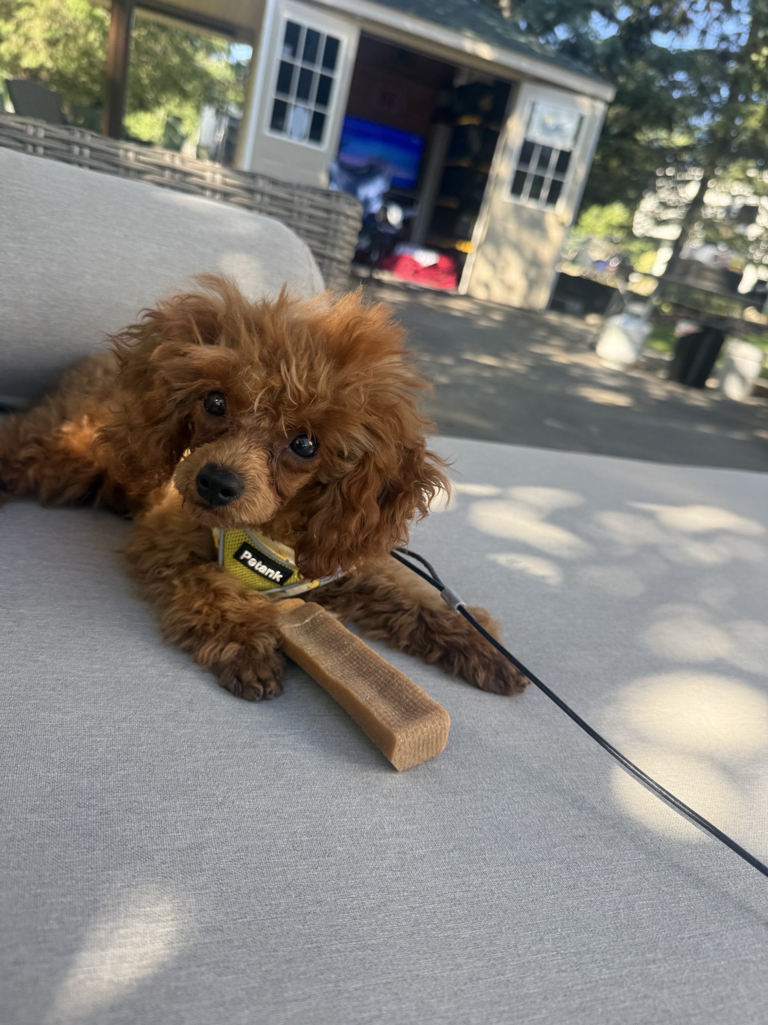 A small, fluffy brown puppy lounging on a gray couch, with a chew toy nearby and a backyard setting in the background.