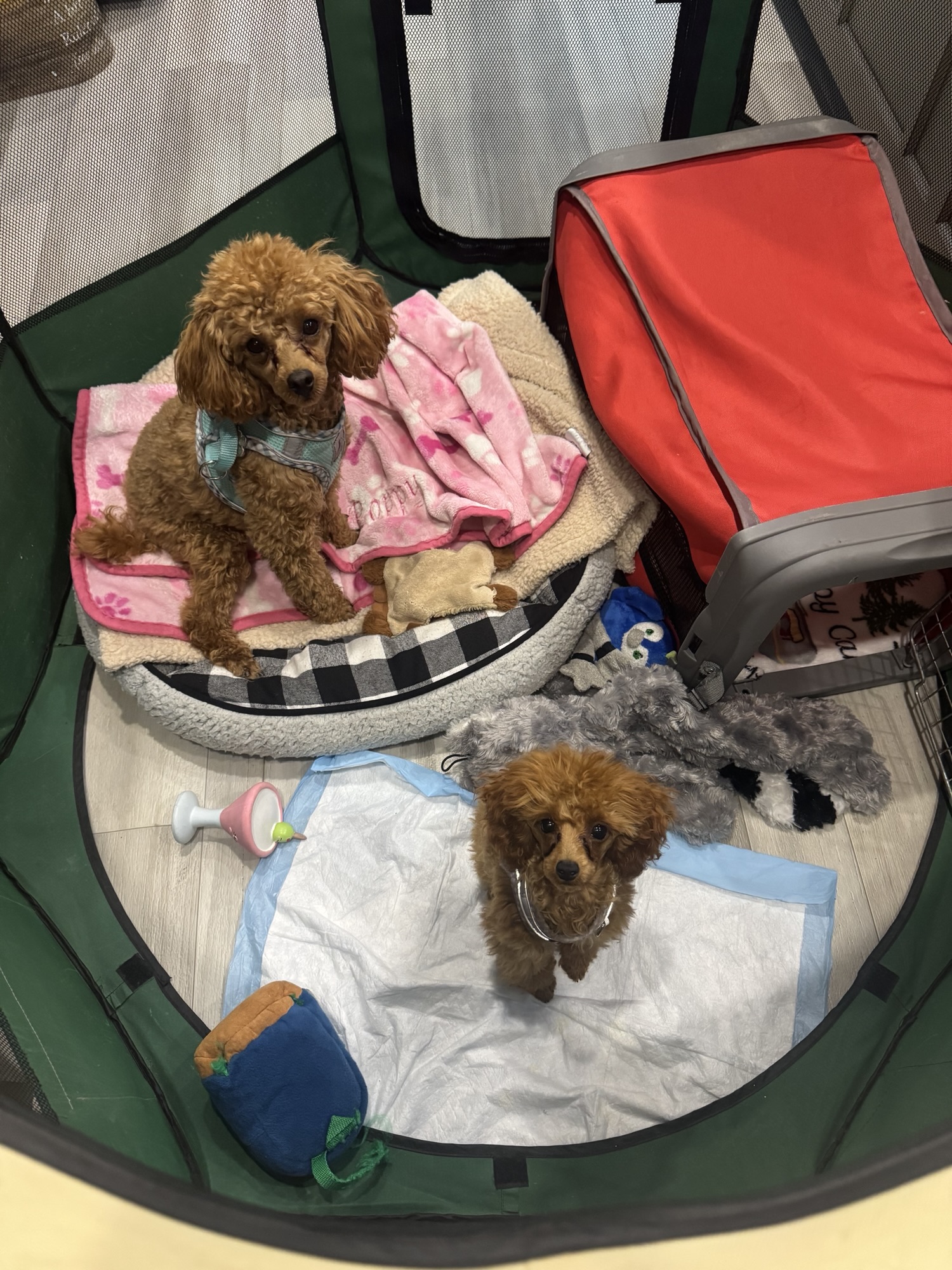 Two small poodles sitting inside a playpen with blankets and toys.